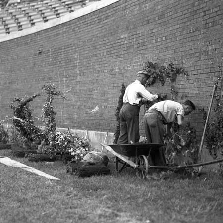 1-wrigley-field-planting-ivy-1937